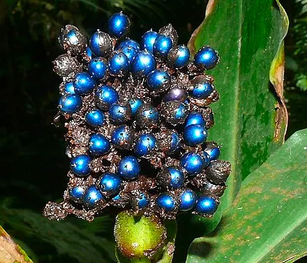 Photo from Wikipedia