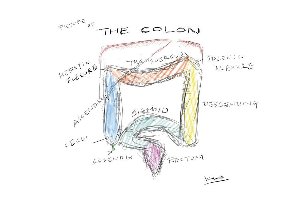 THE COLON